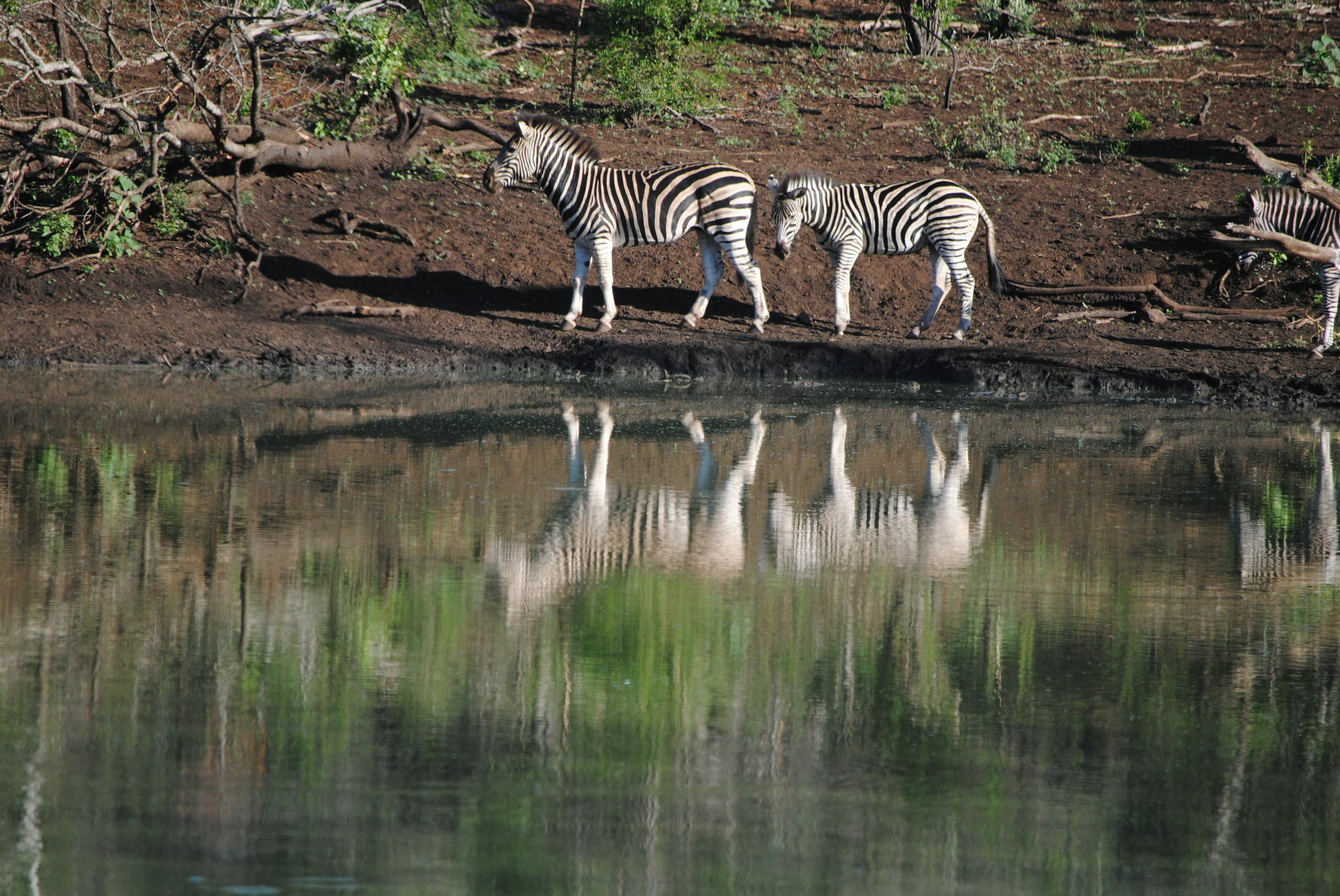 Leopard Mountain Safari Lodge Manyoni Private Game Reserve Exterior photo